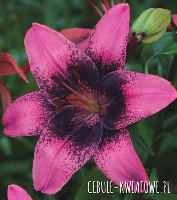 Lilia Azjatycka Purple Dream 1 szt.