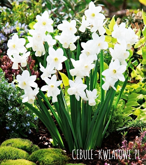 Narcyz Niski Silver Bouquet 5 szt.