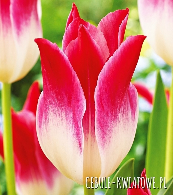 Tulipan Liliokształtny Whispering Dream 5 szt.