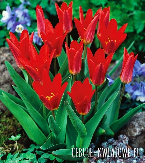 Tulipan Niski Scarlet Baby 5 szt.