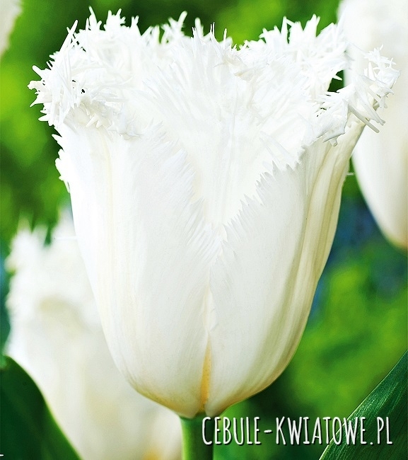 Tulipan Strzępiasty Cambridge 5 szt.