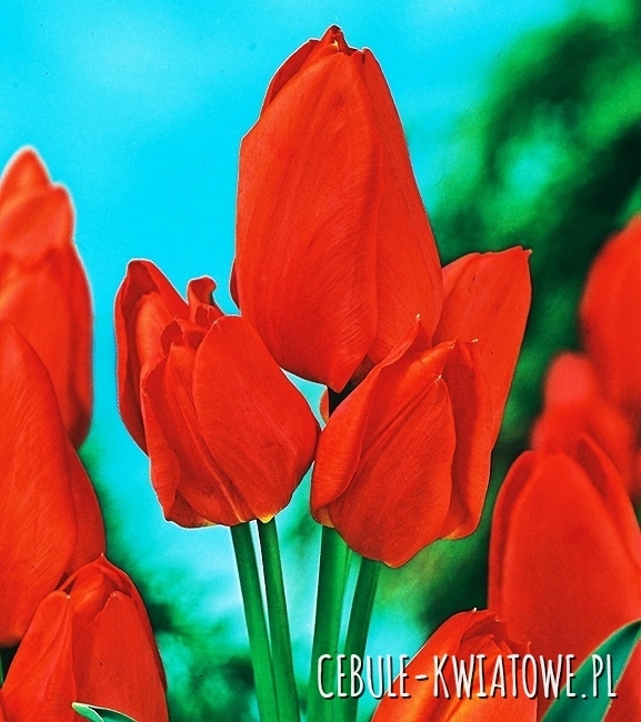 Tulipan Wielokwiatowy Orange Toronto 5 szt.