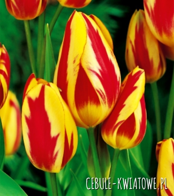 Tulipan Wielokwiatowy Wonder Club 5 szt.