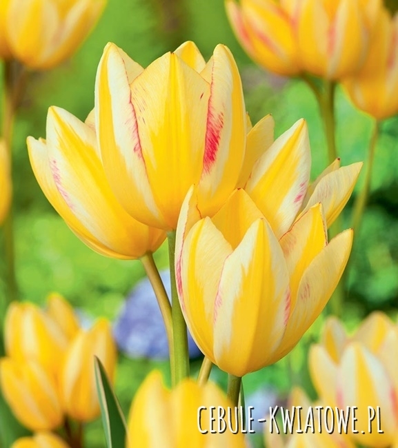 Tulipan Wielokwiatowy Antoinette 5 szt.