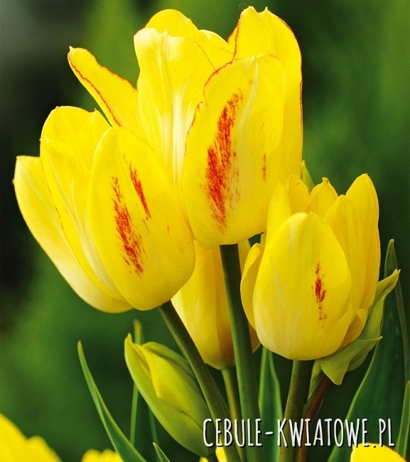 Tulipan Wielokwiatowy Sunshine Club 5 szt.