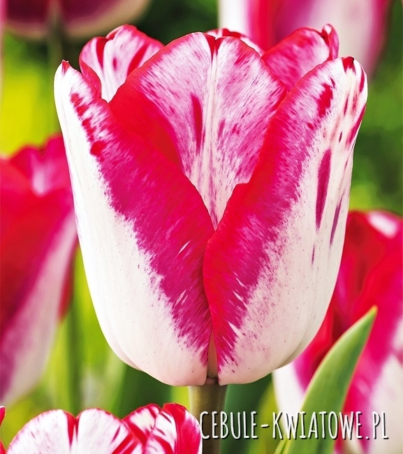 Tulipan Dwukolorowy Just Kissed 5 szt.