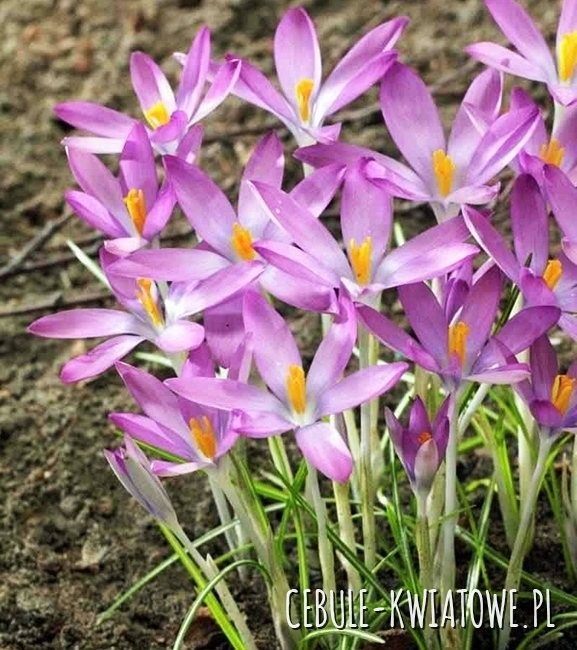 Krokus Wiosenny Rosalind 10 szt.