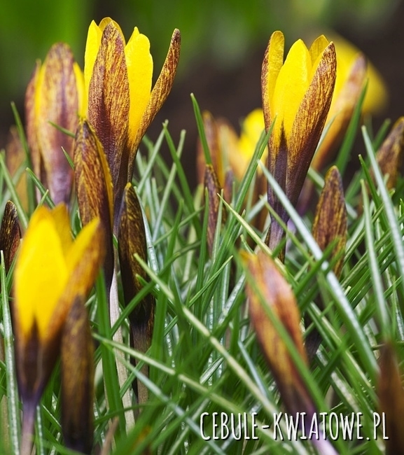 Krokus Wiosenny Golden Nugget 5 szt.