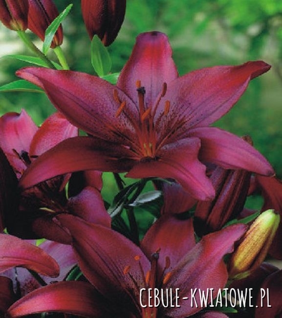 Lilia Azjatycka Night Flyer 1 szt.