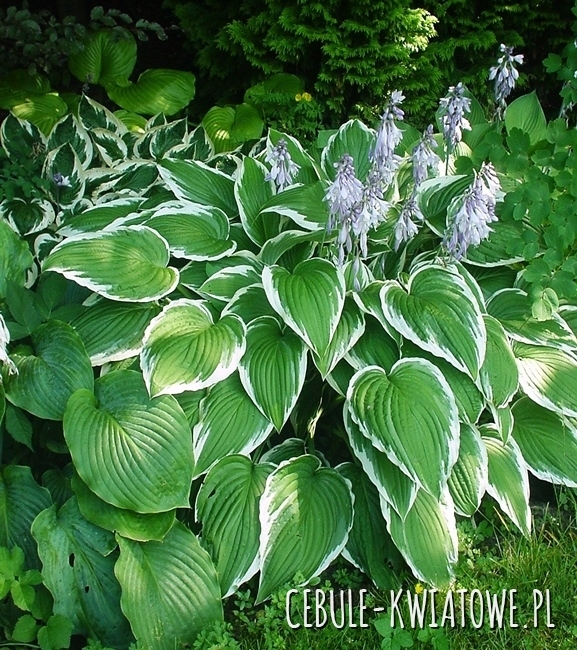 Hosta - Funkia Antioch 1 szt.