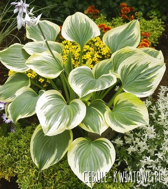 Hosta - Funkia Band Of Gold 1 szt.