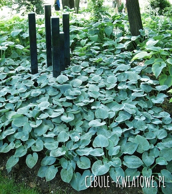 Hosta - Funkia Buckshaw Blue 1 szt.