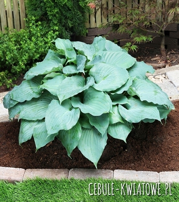Hosta - Funkia Moonlight Sonata 1 szt.