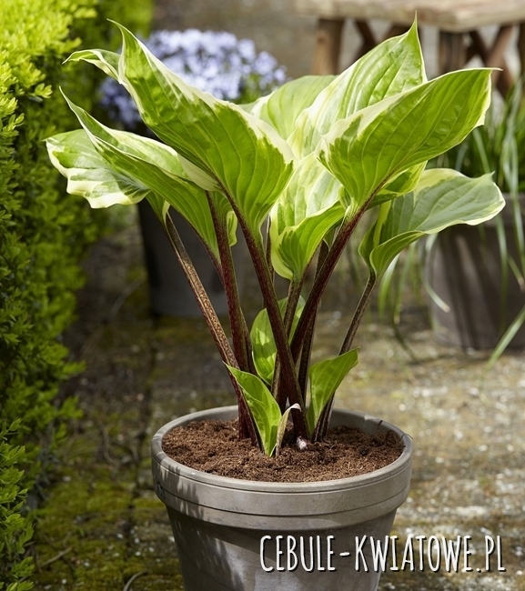 Hosta - Funkia Sorbet 1 szt.