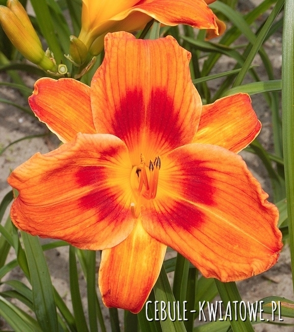 Hemerocallis - Liliowiec Holiday Delight 1 szt.