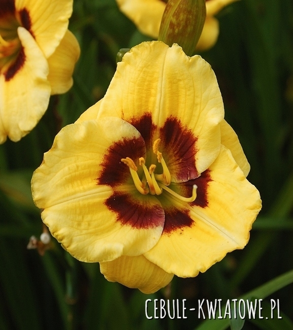 Hemerocallis - Liliowiec Janson Salter 1 szt.