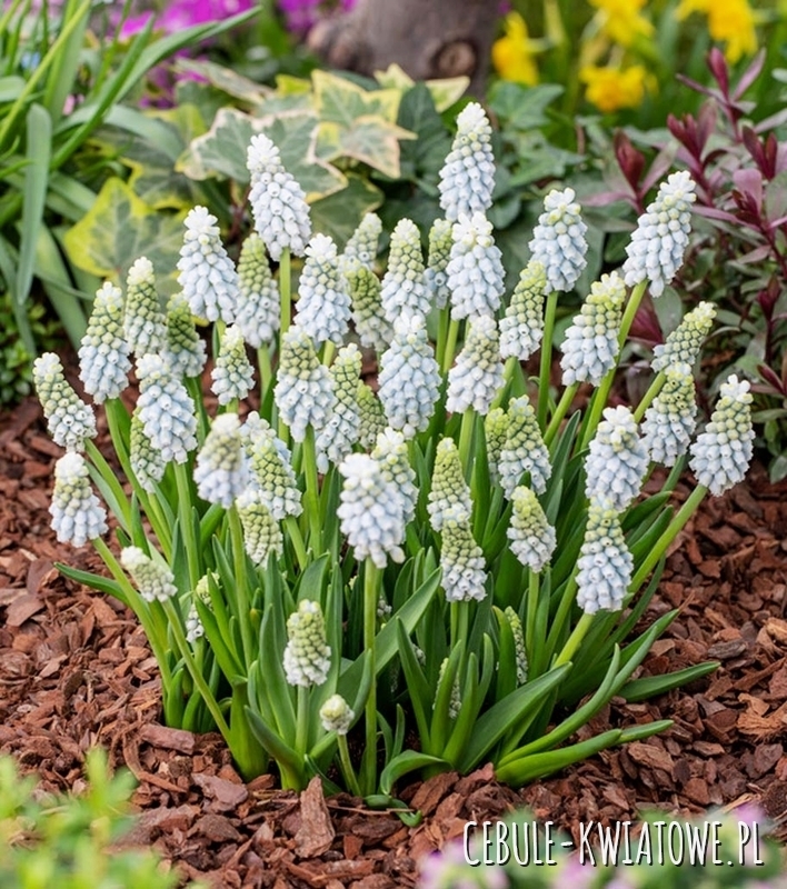 Muscari - Szafirek Esther 10 szt.