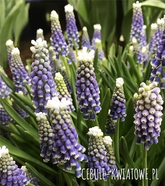 Muscari - Szafirek Helena 10 szt.