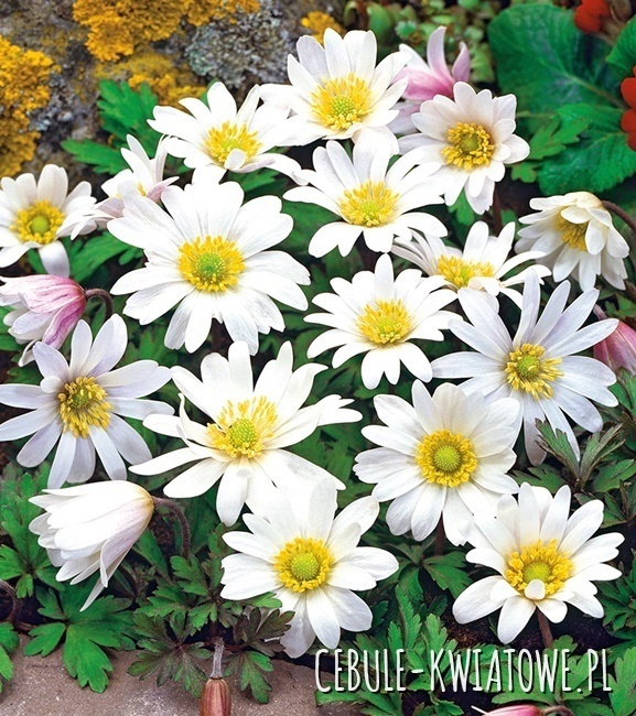 Anemon Grecki - Zawilec White Splendour 10 szt.