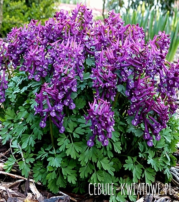 Corydalis - Kokorycz Purple Bird 5 szt.