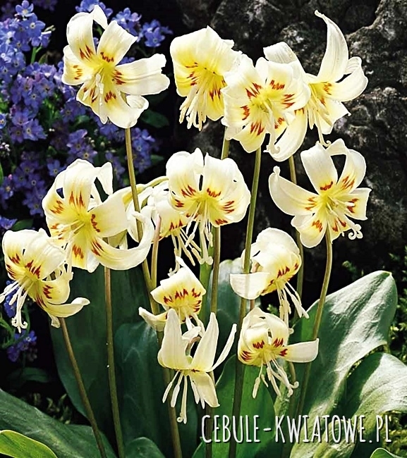Erythronium - Psiząb White Beauty 1 szt.