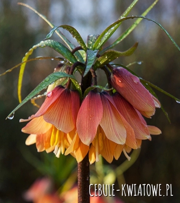Fritillaria - Szachownica Early Dream 1 szt.