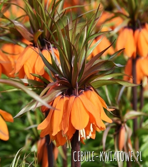 Fritillaria - Szachownica Sunset 1 szt.