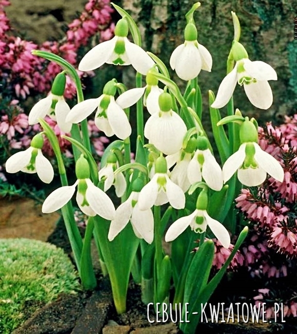 Galanthus - Przebiśnieg Elwesii 5 szt.