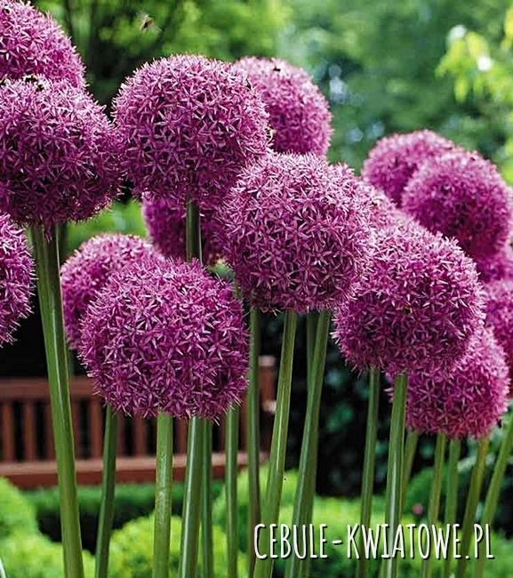 Allium - Czosnek Ozdobny Goliath 1 szt.
