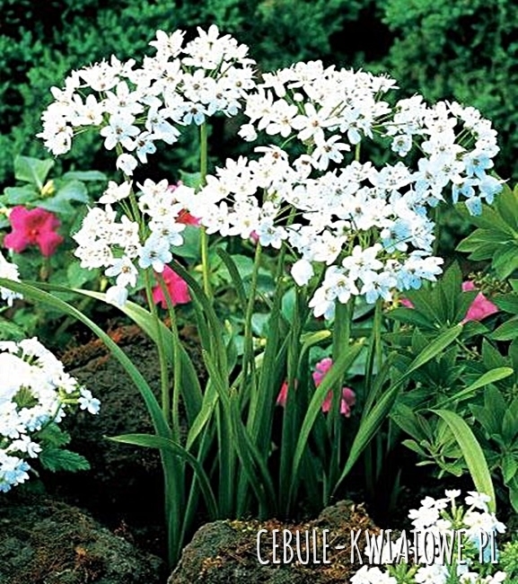 Allium - Czosnek Ozdobny Cowanii 10 szt.