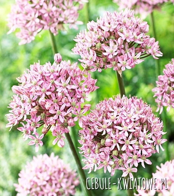 Allium - Czosnek Decipiens 3 szt.