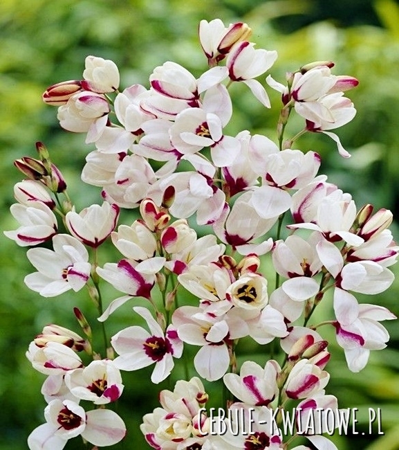 Ixia - Iksja Sportlight 10 szt.