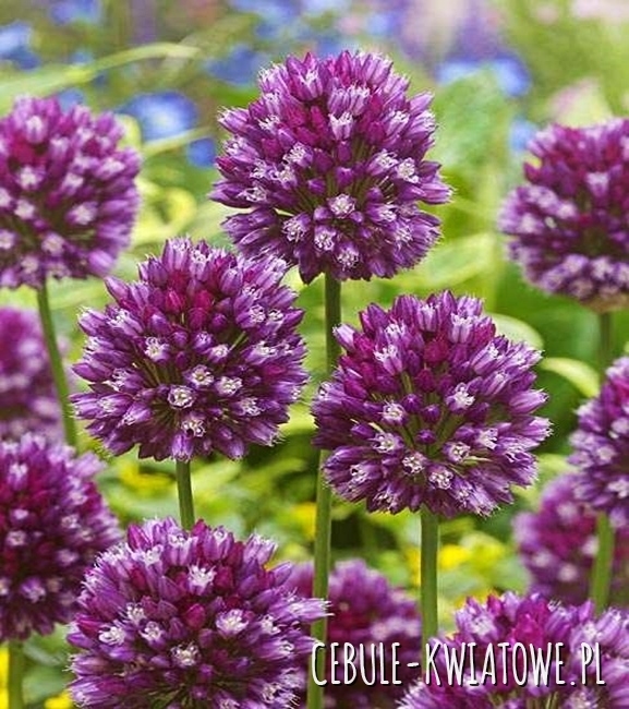Allium - Czosnek Ozdobny Rotundum 3 szt.