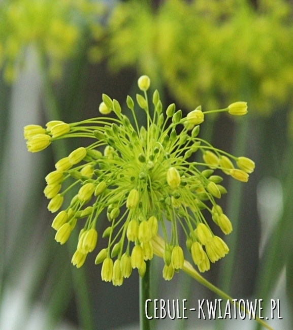 Allium - Czosnek Ozdobny Yellow Fantasy 3 szt.