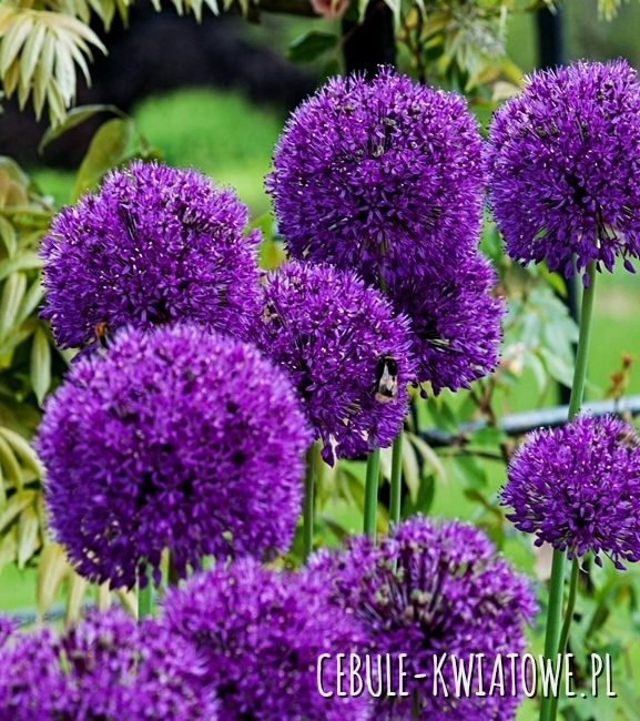 Allium - Czosnek Ozdobny Purple Rain 5 szt.
