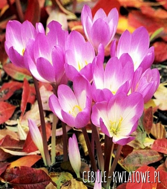 Colchicum - Zimowit Dick Trotter 1 szt.