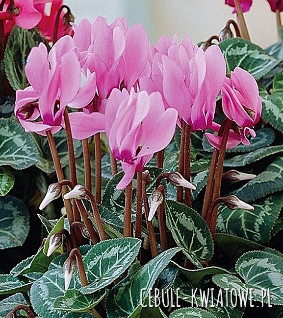 Cyclamen - Cyklamen Persicum Fiołek Alpejski 1 szt.