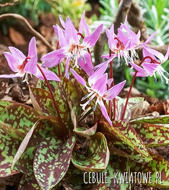 Erythronium - Psiząb Purple King 1 szt.