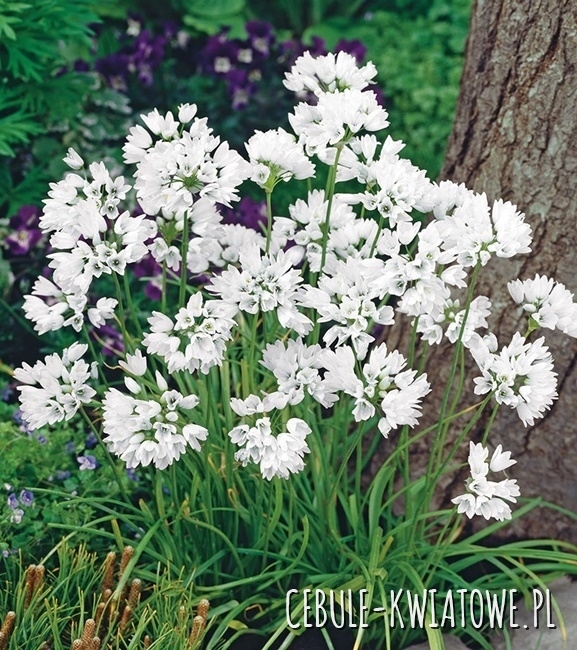 Allium Neapolitanum - Czosnek Neapolitański 10 szt.