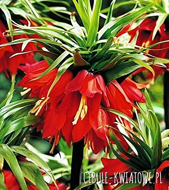 Fritillaria - Szachownica Red Beauty 1 szt.