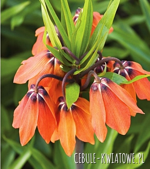 Fritillaria - Szachownica Mahler 1 szt.
