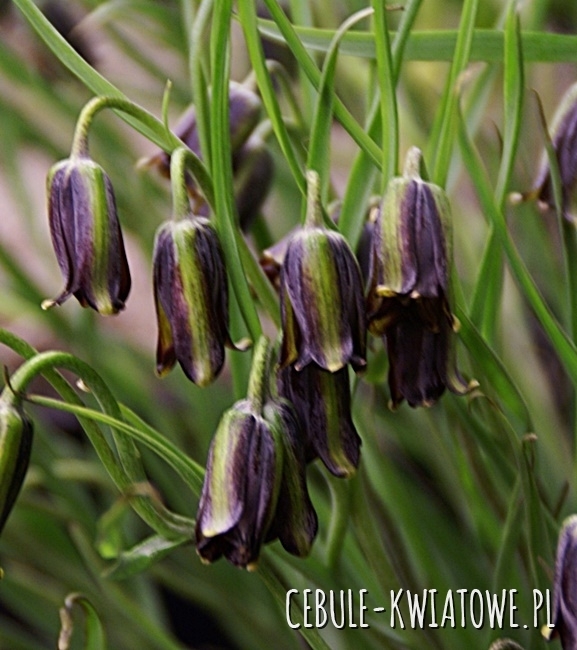 Fritillaria - Szachownica Elwessi 3 szt.