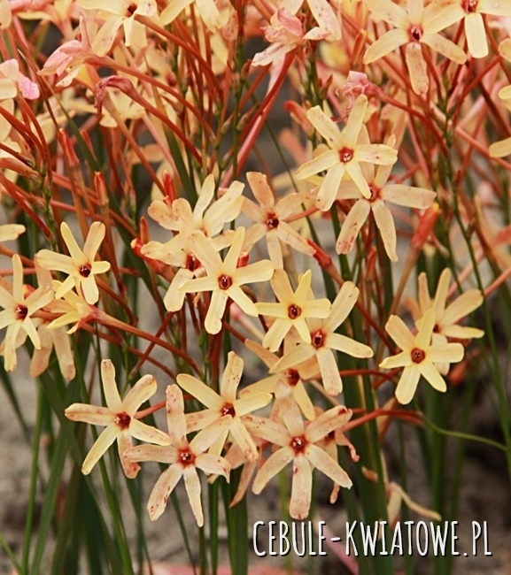 Ixia - Iksja Paniculata Eos 10 szt.