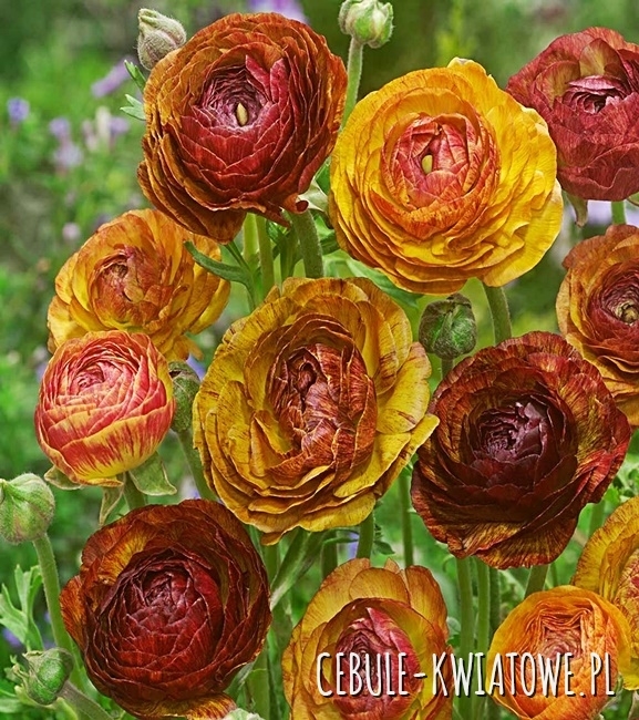 Jaskier Ranunculus Ranunculus - Jaskier Picotee Cafe 5 szt. - Cebule-kwiatowe.pl