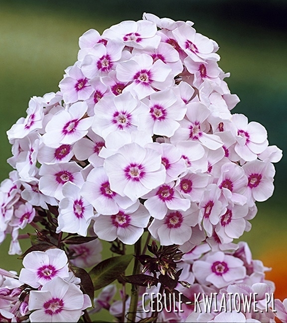 Phlox - Płomyk Wiechowaty Europa 1 szt.