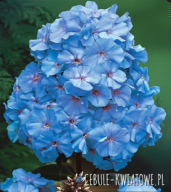 Phlox - Płomyk Wiechowaty Blue Niebieski 1 szt.