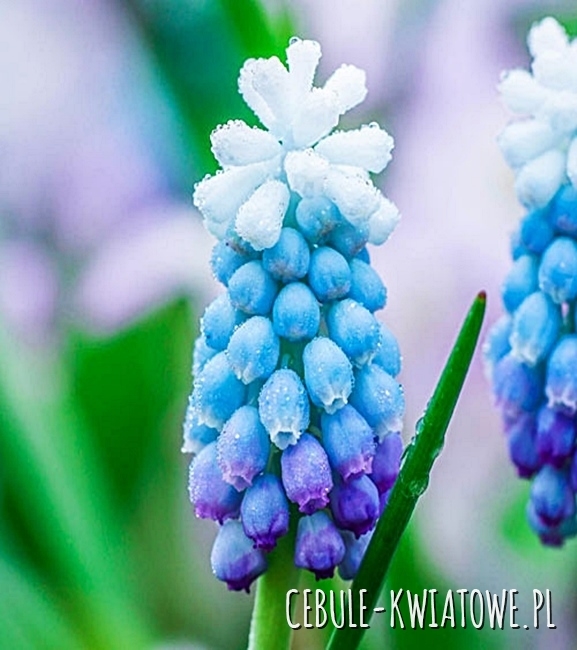 Muscari - Szafirek Sky Blue 10 szt.