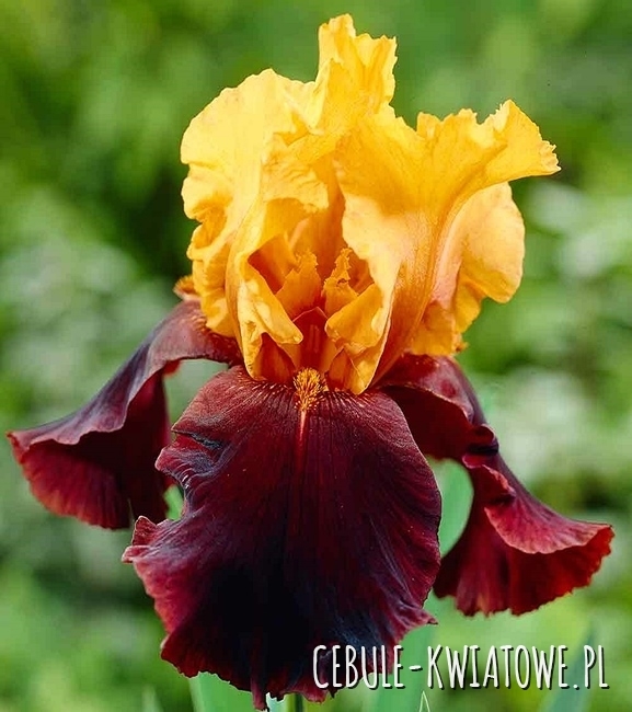 Irys Germanica - Bródkowy Supreme Sultan 1 szt.