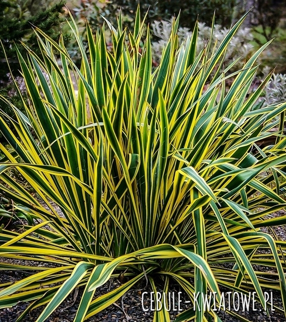 Yucca Filamentosa- Juka Bright Edge 1 szt.