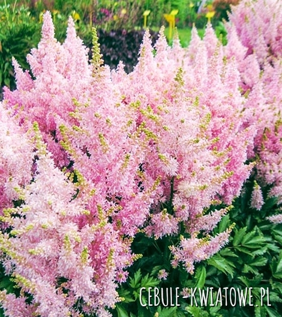 Astible-Tawułka Pink 1 szt.